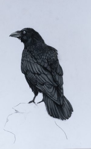 Poe the Raven